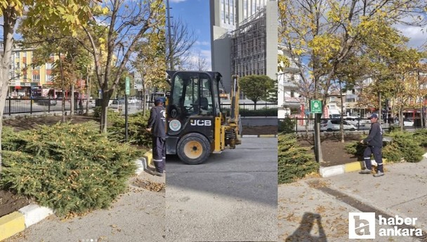 Etimesgut Belediyesi'nden kuru ve tehlikeli ağaçlara müdahale!