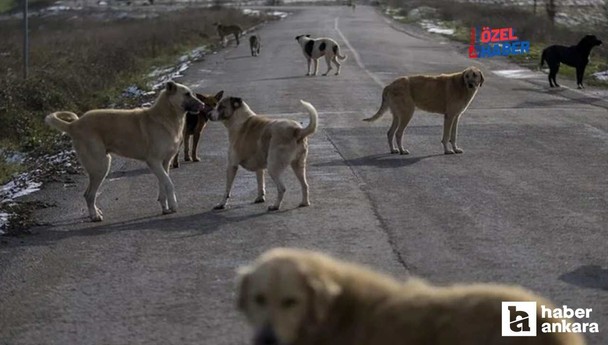 Ankara'da artan sahipsiz köpek saldırıları TBMM gündeminde!