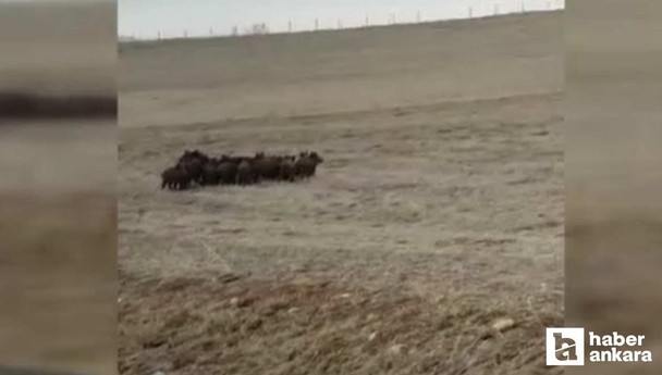 Ankara Elmadağ'da tarlaya giren domuz sürüsü güçlükle uzaklaştırıldı
