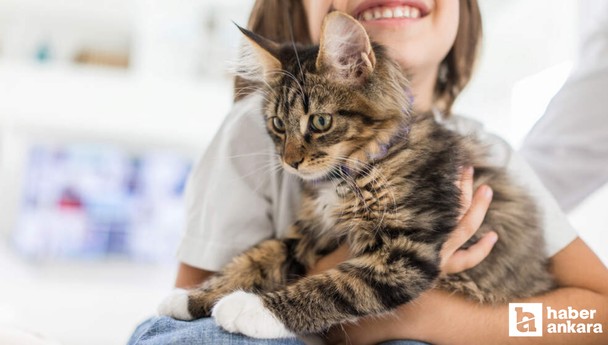 Kediler bizi iyileştirebilir mi? İşte kedi sahibi olmanın faydaları