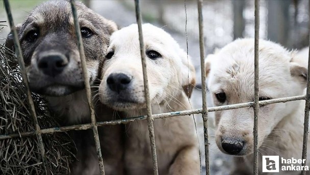 Ankara'da köpek hırsızlığı