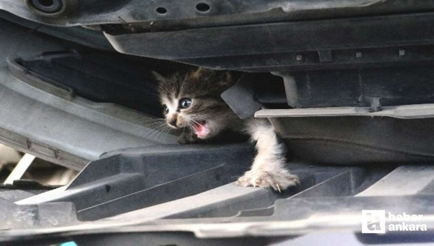 Kızılcahamam'da bir kedi elektrik direğinde mahsur kaldı