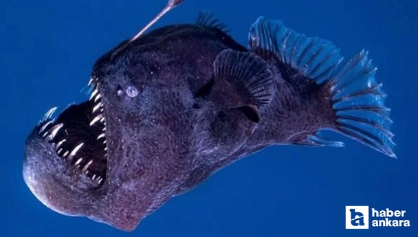 Okyanusun derinliklerinden yüzeye: Siyah deniz şeytanı ilk kez görüntülendi