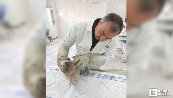 Kahramankazan Belediyesi yaralı bulunan canlılara yardım ediyor