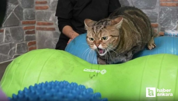 Ankara'da 'Simba' isimli kedi pilates yaparak zayıflıyor