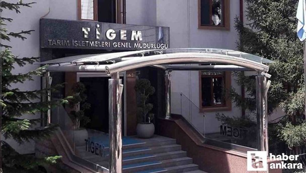 İhale Ankara'da yapılacak: TİGEM 24 bin kg koyun sütü satacak
