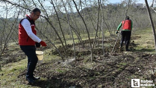 Fındıkta doğru gübreleme verim ve kaliteyi arttırıyor