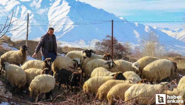 Hayvancılık destekleme başvuruları yarın başlıyor