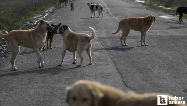 Elmadağ'da köpeklerin saldırısına uğrayan kadın yaşadığı korkuyu anlattı