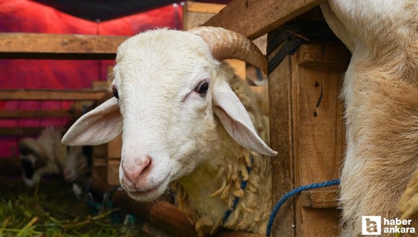 Kurban Bayramı 2025 ne zaman? Bayram tatili kaç gün olacak?