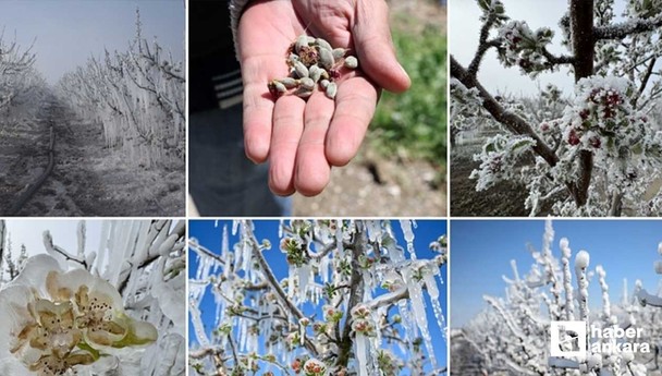 Türkiye'de zirai don etkili oldu: 36 ilde tarım ürünleri zarar gördü