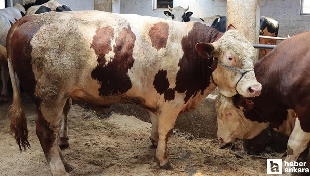 Kurban bayramı öncesi yeni düzenleme: Hayvan nakillerine sıkı denetim