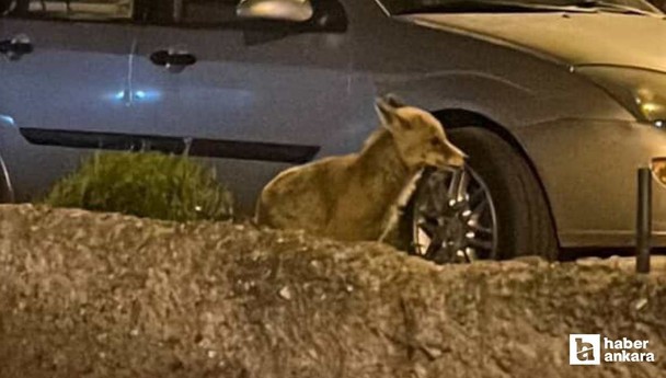 Aç kalan tilki Altındağ'da yiyecek ararken görüntülendi!