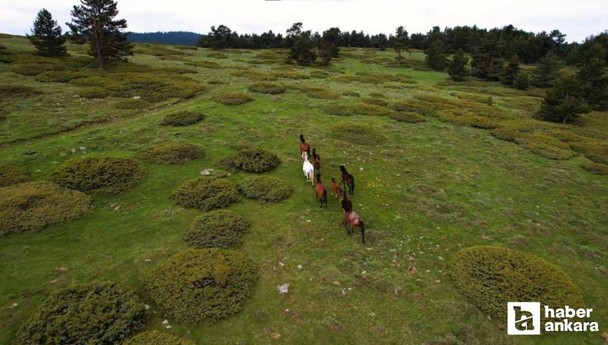 Kızılcahamam'da yılkı atları yaylalarda havadan görüntülendi!