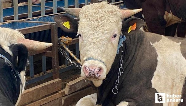 Kurbanlık alacaklar dikkat! Uzmanlardan uyarı geldi sakın bu kurbanları almayın
