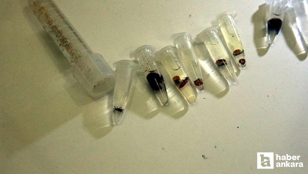 Kabus geri döndü! Havalar ısındı, vakalar yeniden hortladı mutlaka dikkat edin