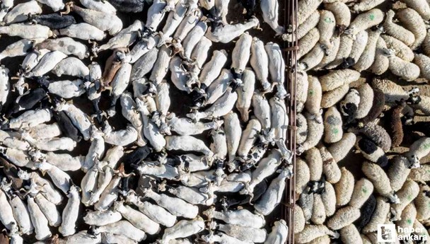 Kurban Bayramı kapsamında 3 milyondan fazla kurbanlık satışı yapıldı
