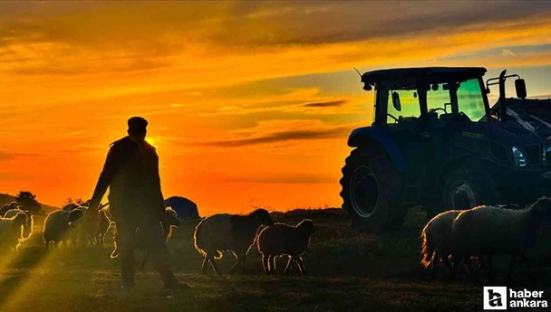 Yabancı çobanlar için çalışma izni başvuruları 12 Haziran'da başladı
