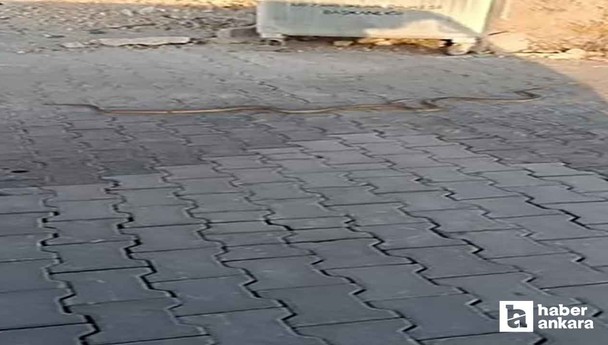 Yenimahalle Karşıyaka Mezarlığı'nda gezen yılanlar kamerada!