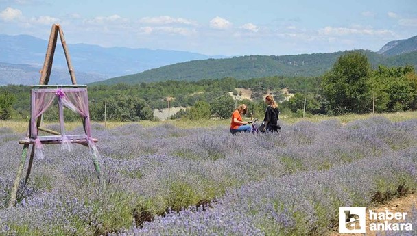 Nallıhan Lavanta Hasat Şenliği başlıyor! Tüm Ankaralılar davetli