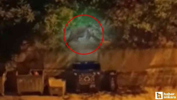 Kızılcahamam'da aç olduğu düşünülen ayı şehre indi