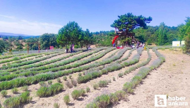 ABB'nin Nallıhan'da düzenlediği Lavanta Hasat Şenliği yoğun ilgi gördü