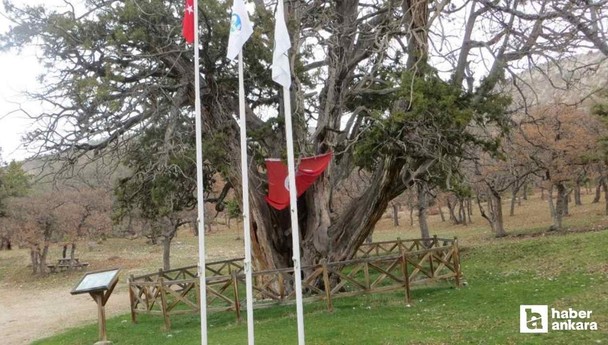 750 yıldır ayakta! Ankara'nın anıt ağacı asırlara meydan okuyor!