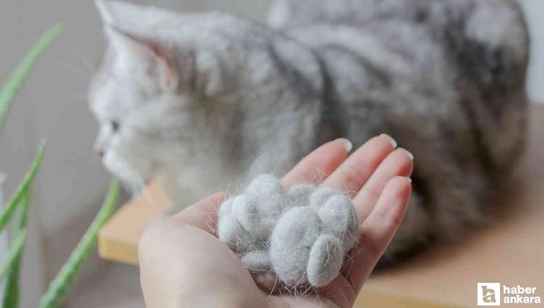Kedi tüyü öldürür mü? Akciğere kedi tüyü kaçması belirtileri