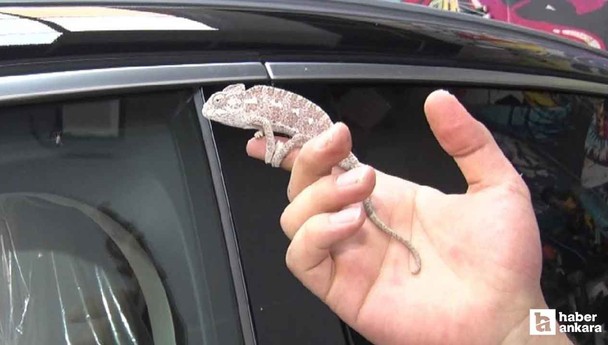 Orman yangınında yaralı bulunan 'Renkli' Ankara'nın maskotu oldu