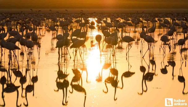 Sabah erken saatte giden Başkentliler gün doğumunda flamingoları görebiliyor