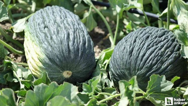 Kahramankazan Belediyesi öncülüğündeki projeyle 'Kahramankazan Kavunu' yeniden yüz güldürecek