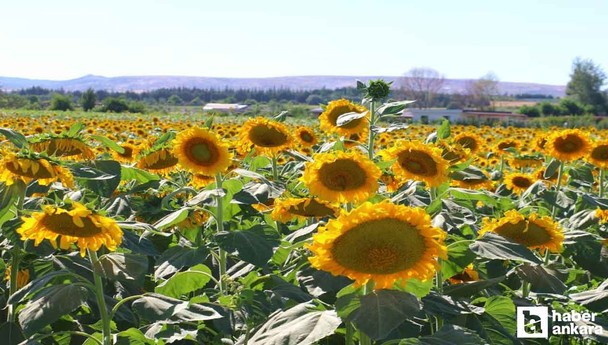 Ankara sarıya boyandı: Şimdi tam selfie zamanı hemen ziyaret edin!