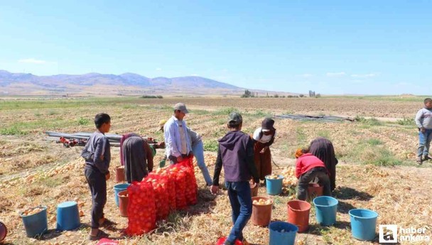 Ankara'nın Evren ilçesinde kışlık soğan hasadı başladı