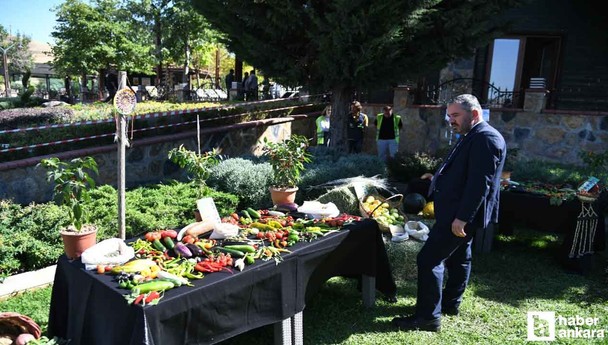 Pursaklar Belediyesi'nin teşviği ile 'Yerli Tohum' hasadı başladı