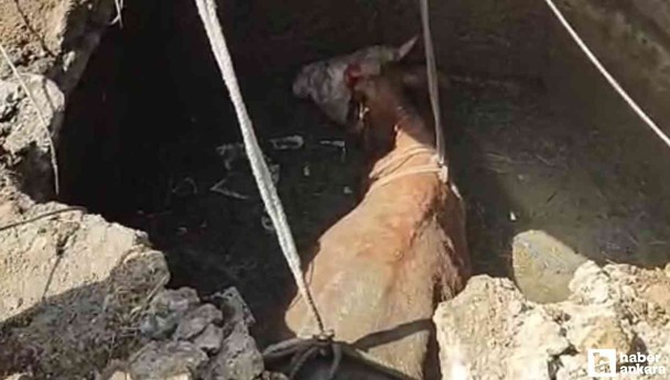 Yozgat'ta 4 metrelik su kuyusuna düşen ineği iş makineleri kurtardı