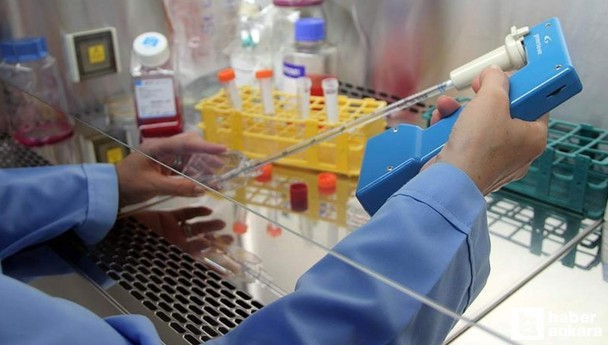 Kanserin kesin çaresi kekik yağı mı? Fareler üzerinde deneyler başladı