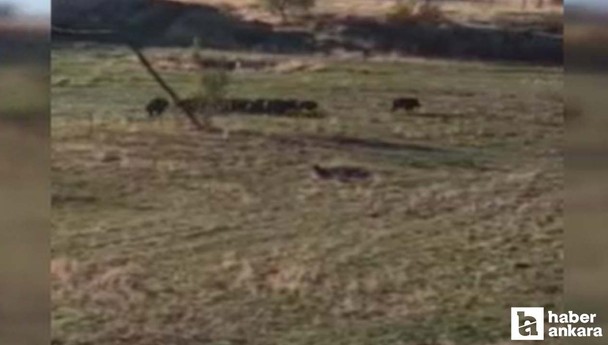 Elmadağ’da yaban domuzu sürüsü kameralara yakalandı
