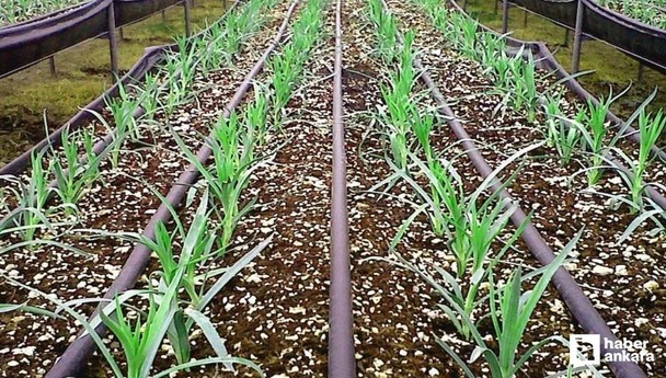 ABB'den çiftçilere yüzde 50 hibeli damla sulama borusu desteği