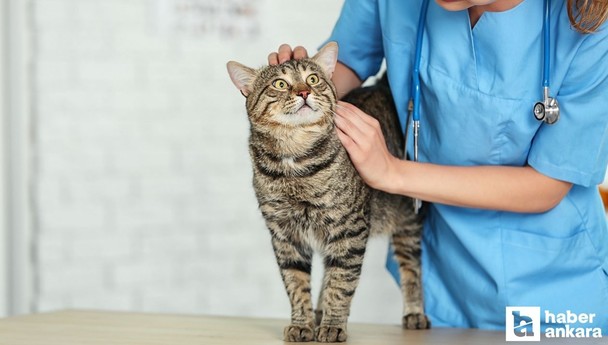 Bel-Pa Ankara daimi veteriner teknikeri alımı yapacak