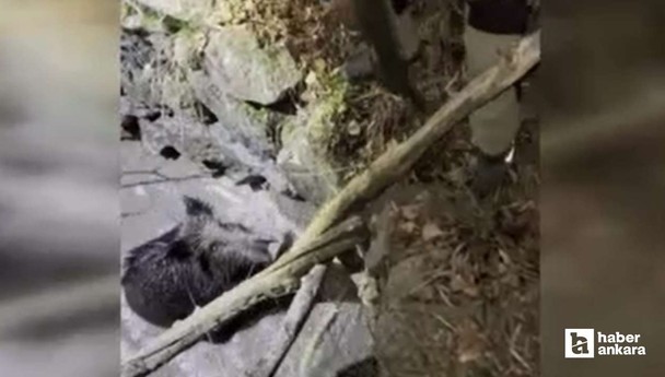 Kızılcahamam'da kuyuya düşen domuzu vatandaşlar kurtardı