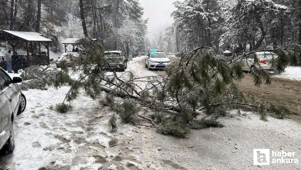 Kızılcahamam'da karın ağırlığına dayanamayan çam ağacı devrildi