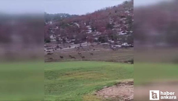 Beypazarı'nda aç kalan yaban geyiği sürüsü yola indi