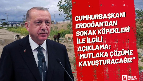 Cumhurbaşkanı Erdoğan'dan sokak köpekleri ile ilgili açıklama!