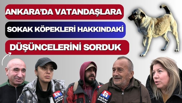 Başıboş sokak köpeklerini sorduk! Ankaralılar ikiye bölündü