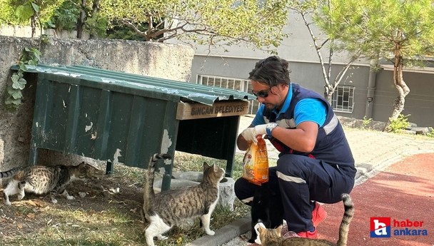Sincan Belediyesi sokak hayvanlarını hem besliyor hem tedavi ediyor