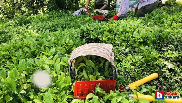 Çaykur çay ödemeleri ne zaman hesaplara yatırılacak? Bakan Yumaklı açıkladı