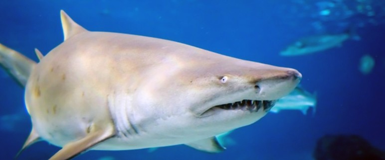 Ankara'nın okyanusa açılan tüneli! İçinde gezilen dev akyaryum: Aqua Vega - Resim : 3