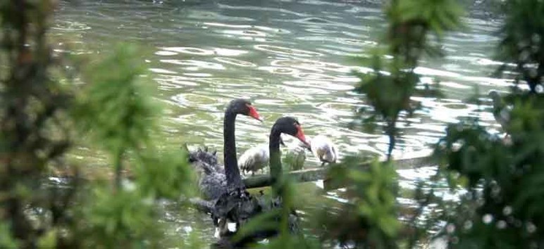 Kuğulu Park'ta gözlerini açan 5 yavru kuğu ziyaretçilerin gözdesi oldu - Resim : 2