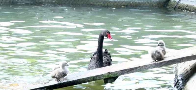 Kuğulu Park'ta gözlerini açan 5 yavru kuğu ziyaretçilerin gözdesi oldu