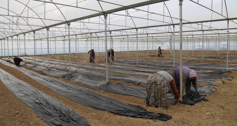 Çubuk'ta domatesin yeni sezon için ekim çalışmaları başladı